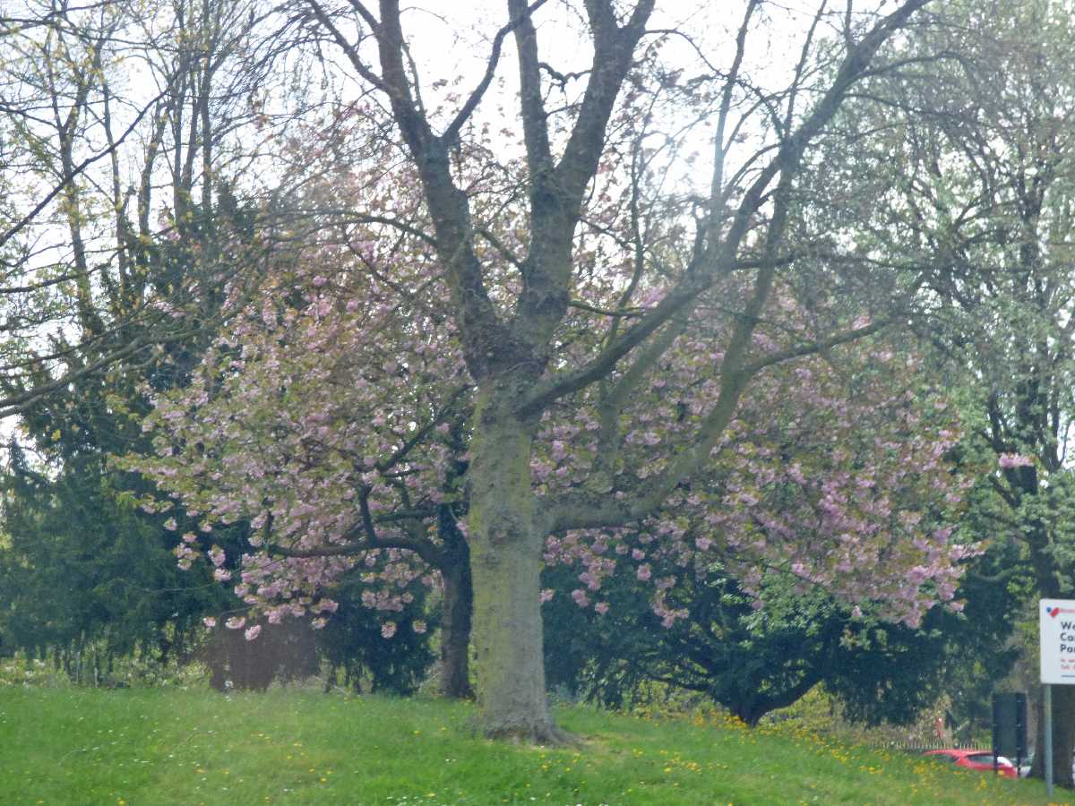 Blossom tree at Cannon Hill Park from Edgbaston Road - no 1 bus, 23rd April 2022